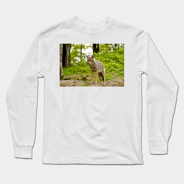 Coyote Long Sleeve T-Shirt by jaydee1400